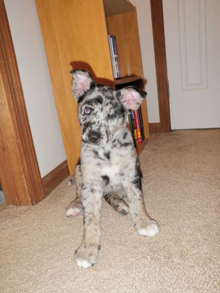 Winkee, a Catahoula Leopard Dog and Siberian Husky mix tested with EmbarkVet.com