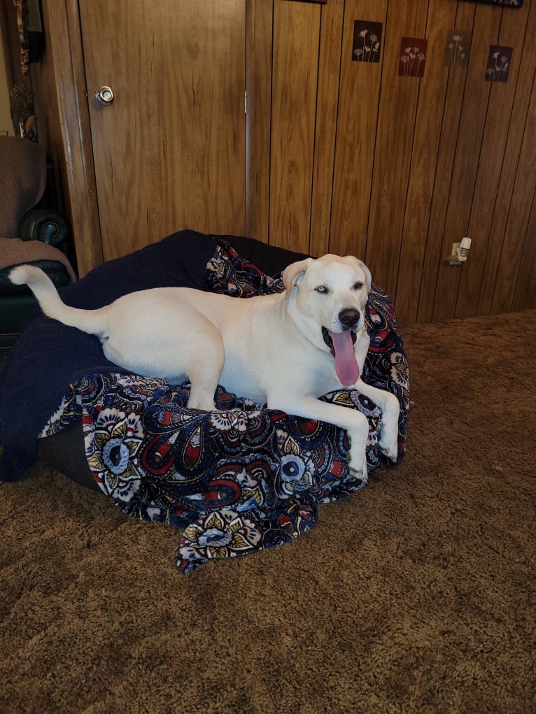 Vash the Stampede, a Siberian Husky and Bluetick Coonhound mix tested with EmbarkVet.com