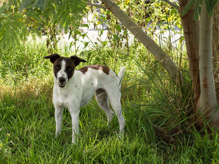 Gumption, a Whippet and Border Collie mix tested with EmbarkVet.com