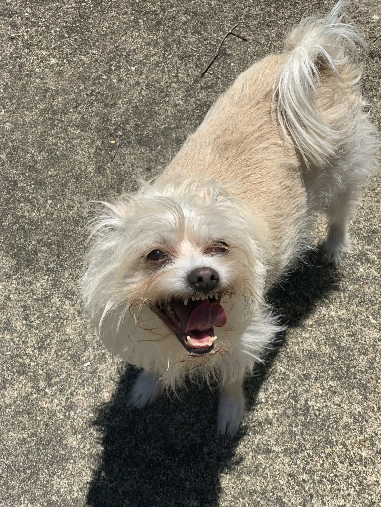 Ollie, a Chihuahua and Poodle (Small) mix tested with EmbarkVet.com