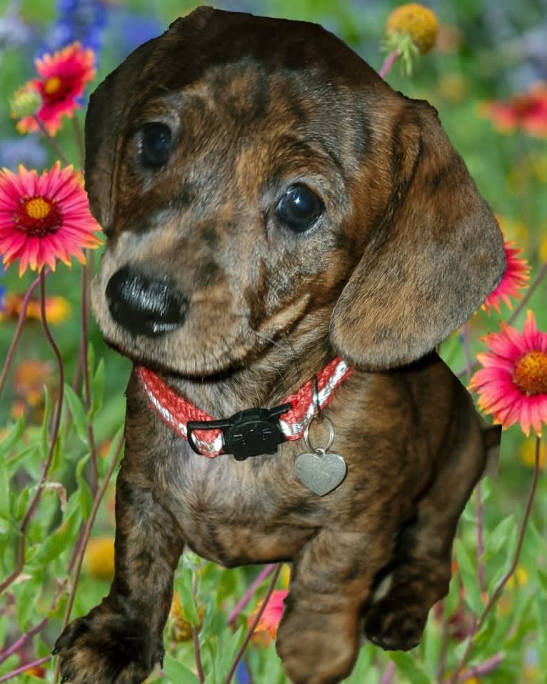 Maggie, a Dachshund tested with EmbarkVet.com