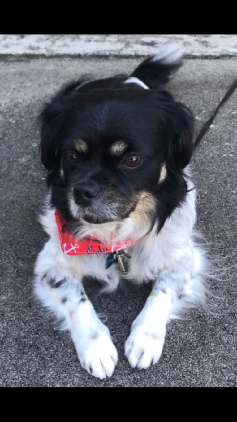 Gizmo, a Pekingese and Rat Terrier mix tested with EmbarkVet.com