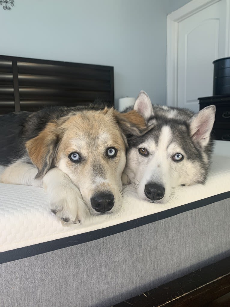 Tyson, a Golden Retriever and Siberian Husky mix tested with EmbarkVet.com