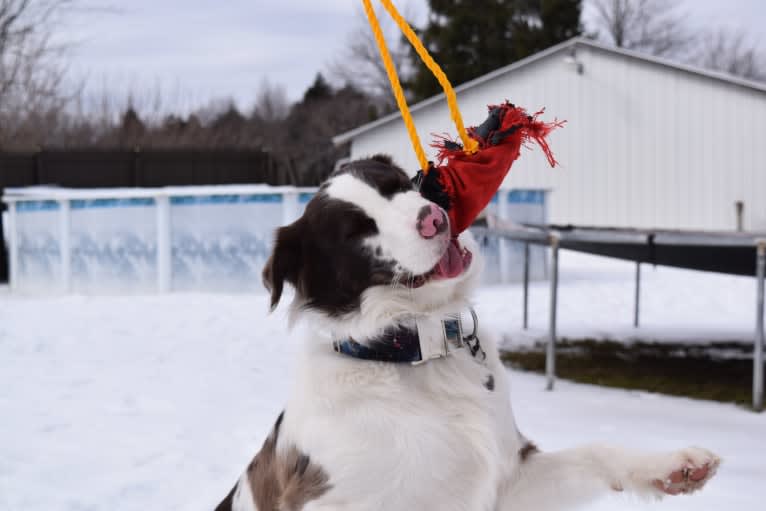 Tate, an Australian Shepherd tested with EmbarkVet.com