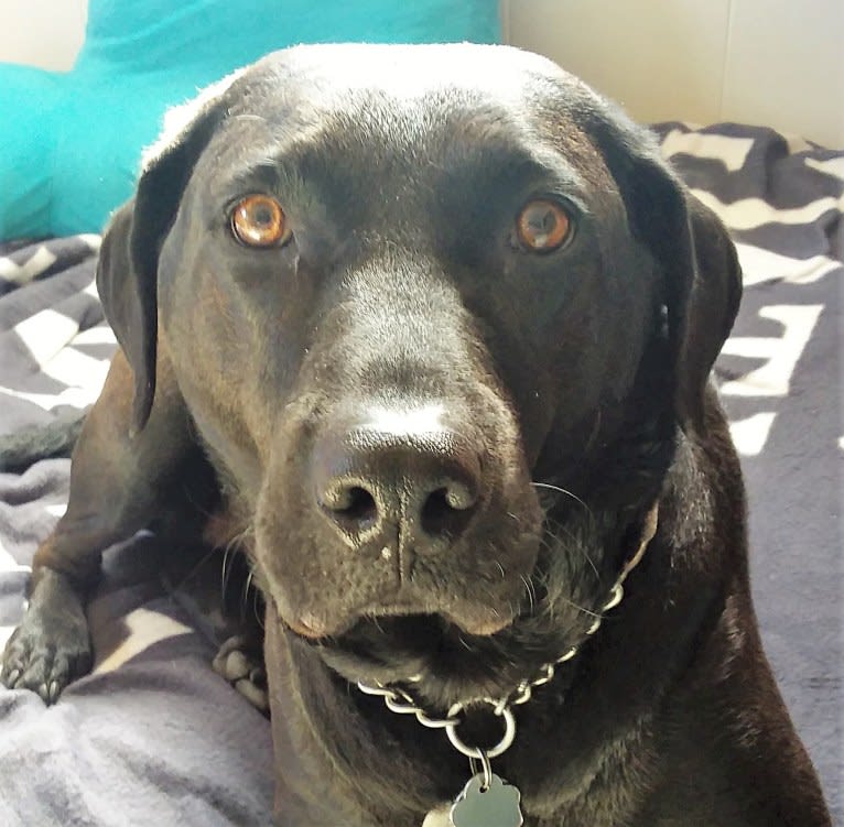 Embark Dog Dna Test Karma Gallery