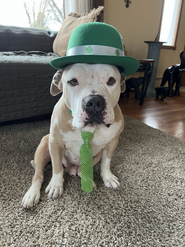 Rambo, an American Bully tested with EmbarkVet.com