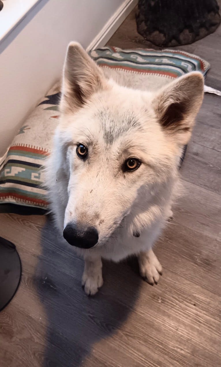 Valefor a dog tested with EmbarkVet.com