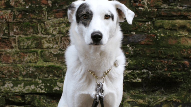 Roma, an European Village Dog tested with EmbarkVet.com