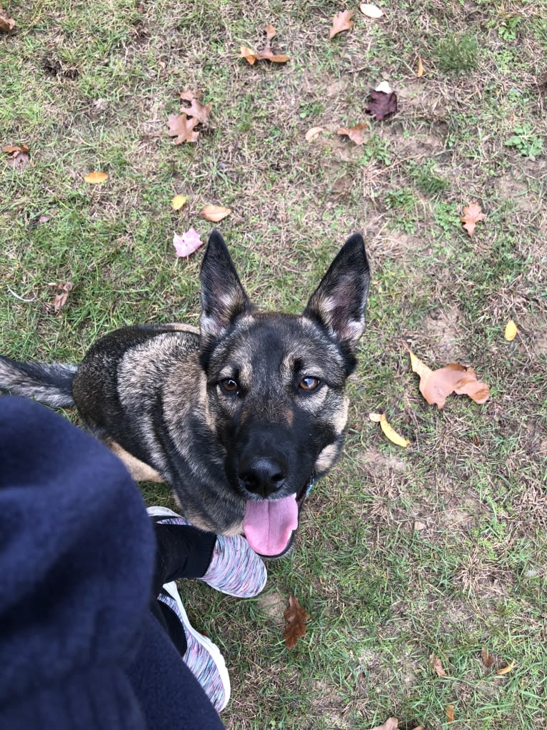 Tala, a German Shepherd Dog and Australian Cattle Dog mix tested with EmbarkVet.com