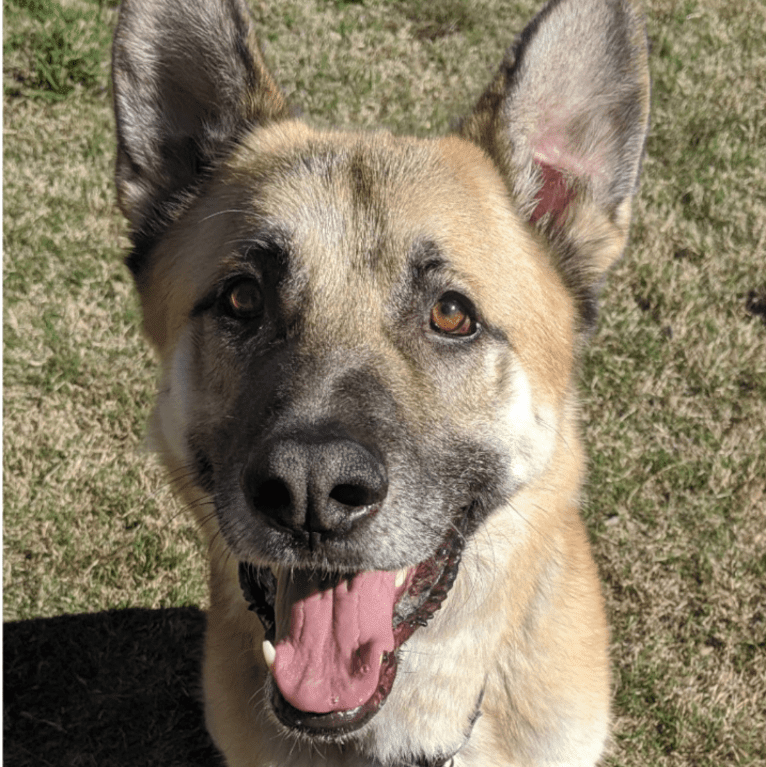 Jamie, a German Shepherd Dog tested with EmbarkVet.com