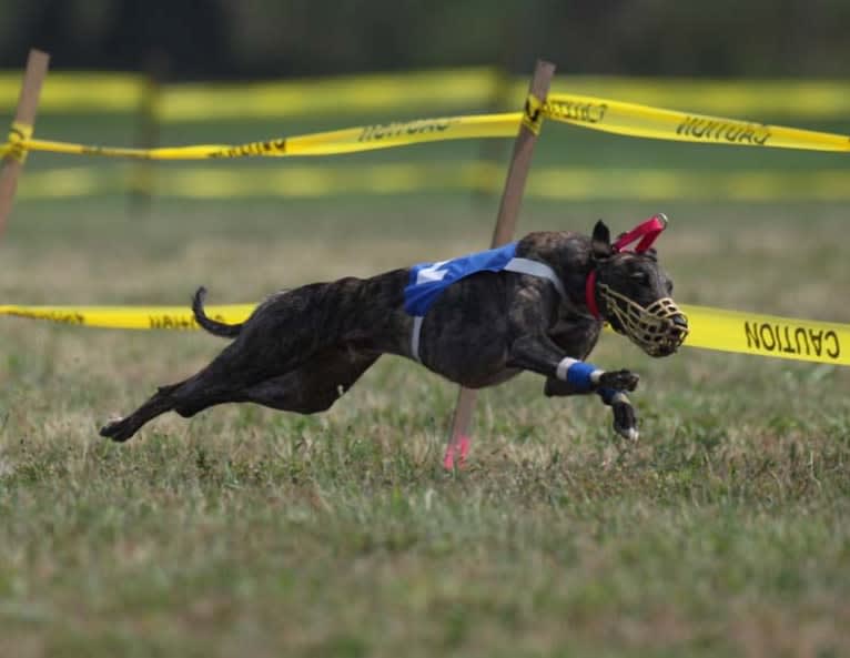 Remy, a Whippet tested with EmbarkVet.com