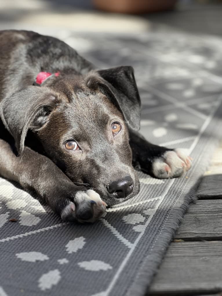 Poza, an American Pit Bull Terrier and Australian Cattle Dog mix tested with EmbarkVet.com