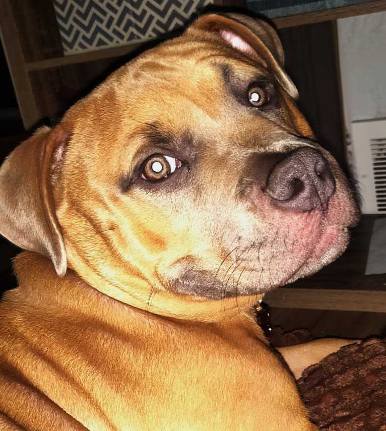 Nugget, an American Bully tested with EmbarkVet.com