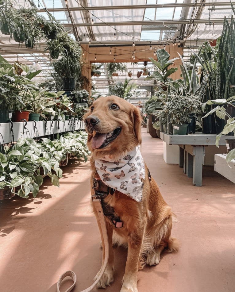 Marley, a Golden Retriever tested with EmbarkVet.com