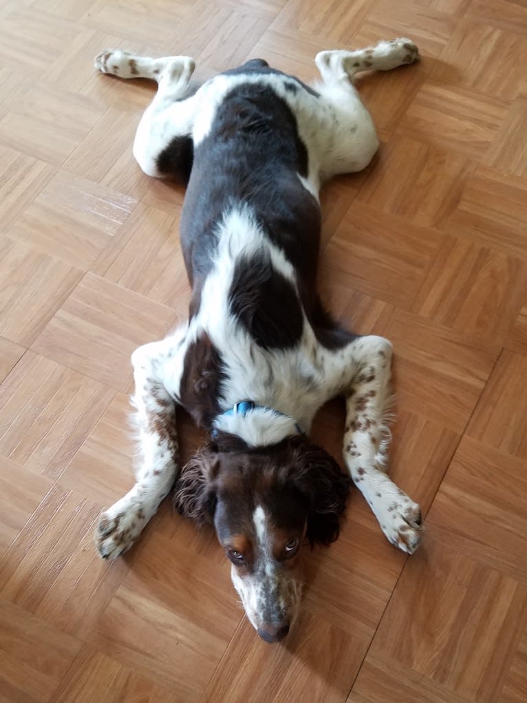 Jake, a Brittany and German Shorthaired Pointer mix tested with EmbarkVet.com