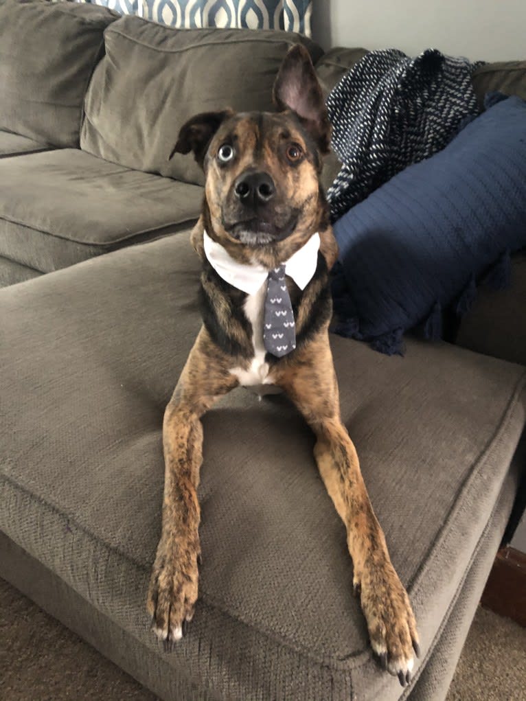 Waldo, a German Shepherd Dog and Dalmatian mix tested with EmbarkVet.com