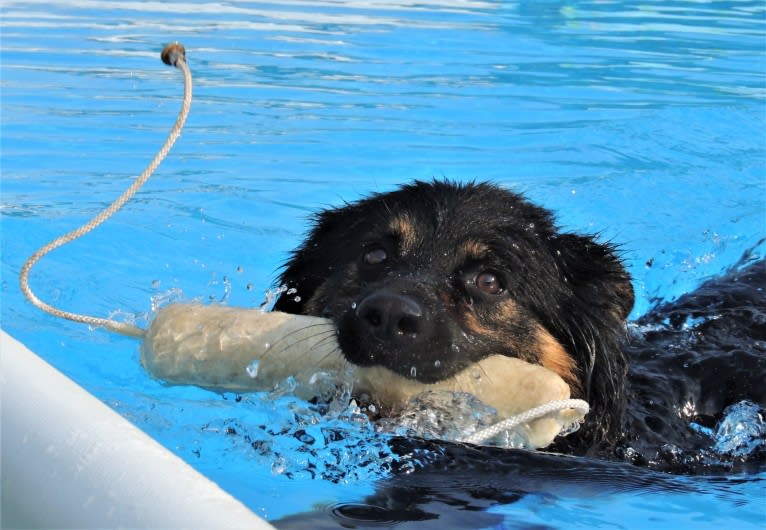 Bebosski Tryreplay (Bosso), a Bohemian Shepherd tested with EmbarkVet.com