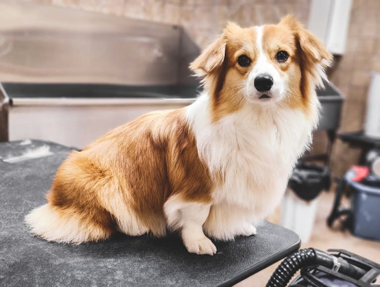 Cheza, a Pembroke Welsh Corgi and Samoyed mix tested with EmbarkVet.com