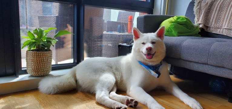 Ghost, an Akita Inu tested with EmbarkVet.com