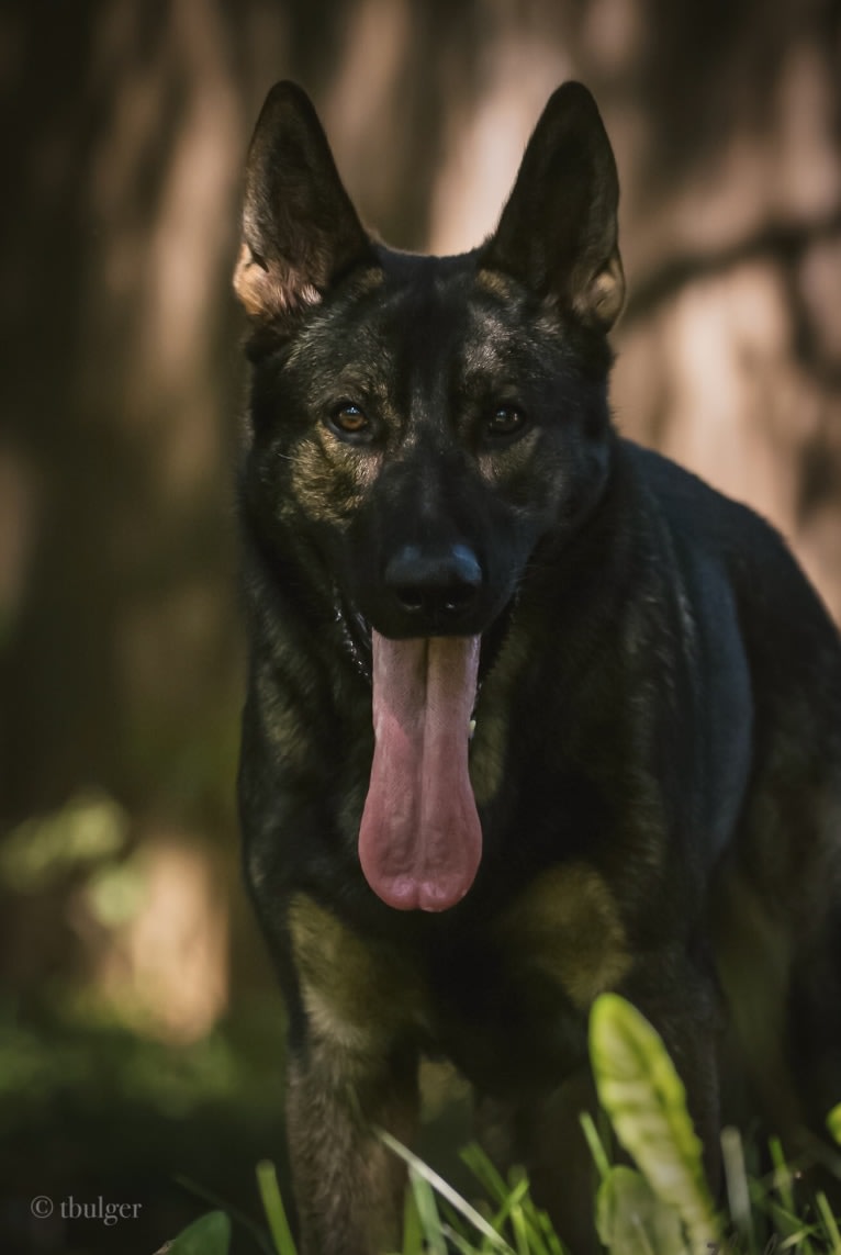 K9 Davos, a German Shepherd Dog tested with EmbarkVet.com