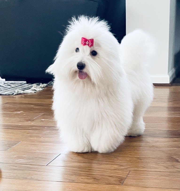 Mi-Toi’s Rag Doll (Muneca), a Coton de Tulear tested with EmbarkVet.com