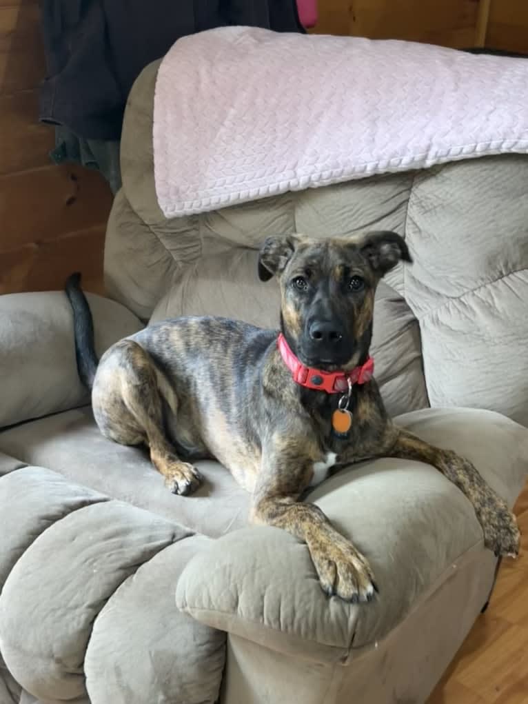 Roscoe, a German Shepherd Dog and Boxer mix tested with EmbarkVet.com