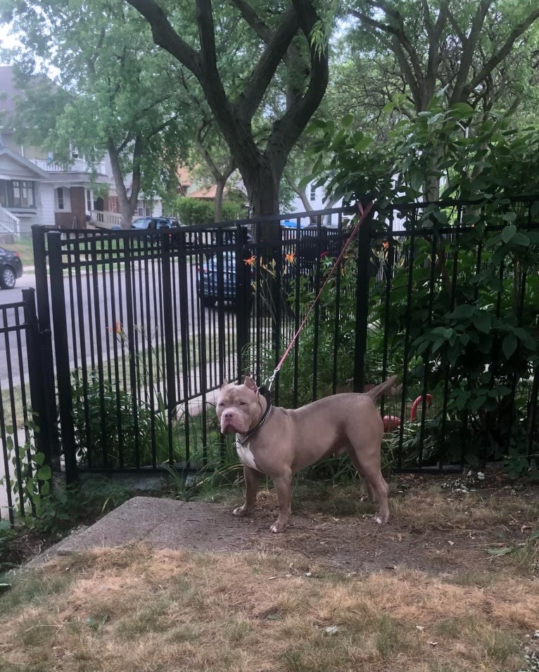 Giannis, an American Bully tested with EmbarkVet.com