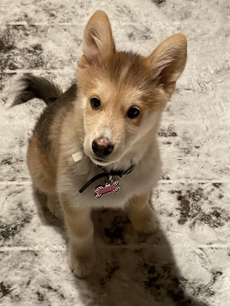 Bella, an Alaskan Malamute and Siberian Husky mix tested with EmbarkVet.com