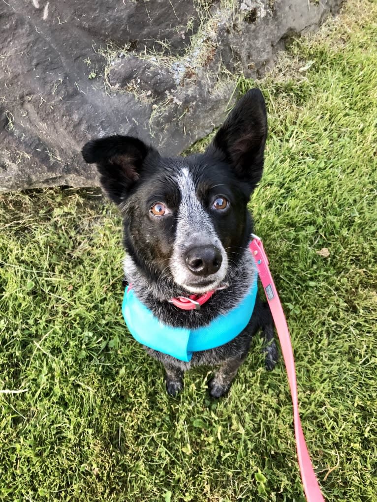 Mist, an Australian Cattle Dog and Australian Shepherd mix tested with EmbarkVet.com