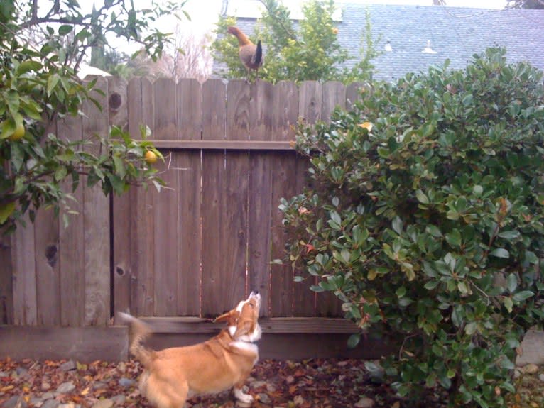 Wizard, a Pembroke Welsh Corgi and Border Collie mix tested with EmbarkVet.com