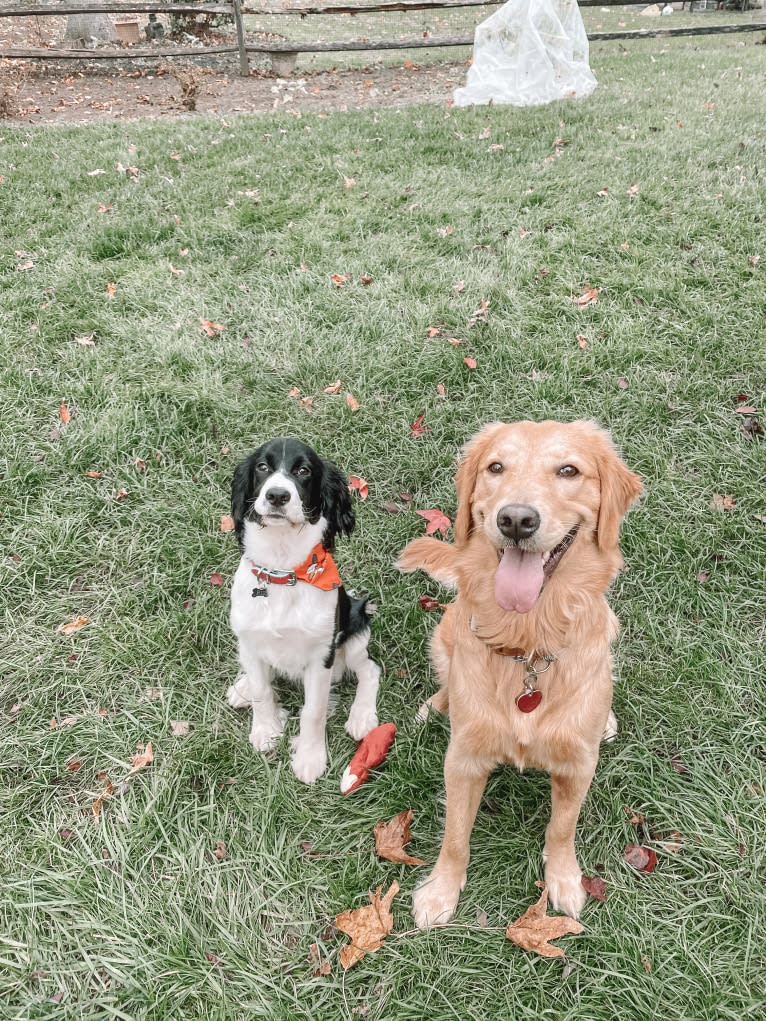 Marley, a Golden Retriever tested with EmbarkVet.com