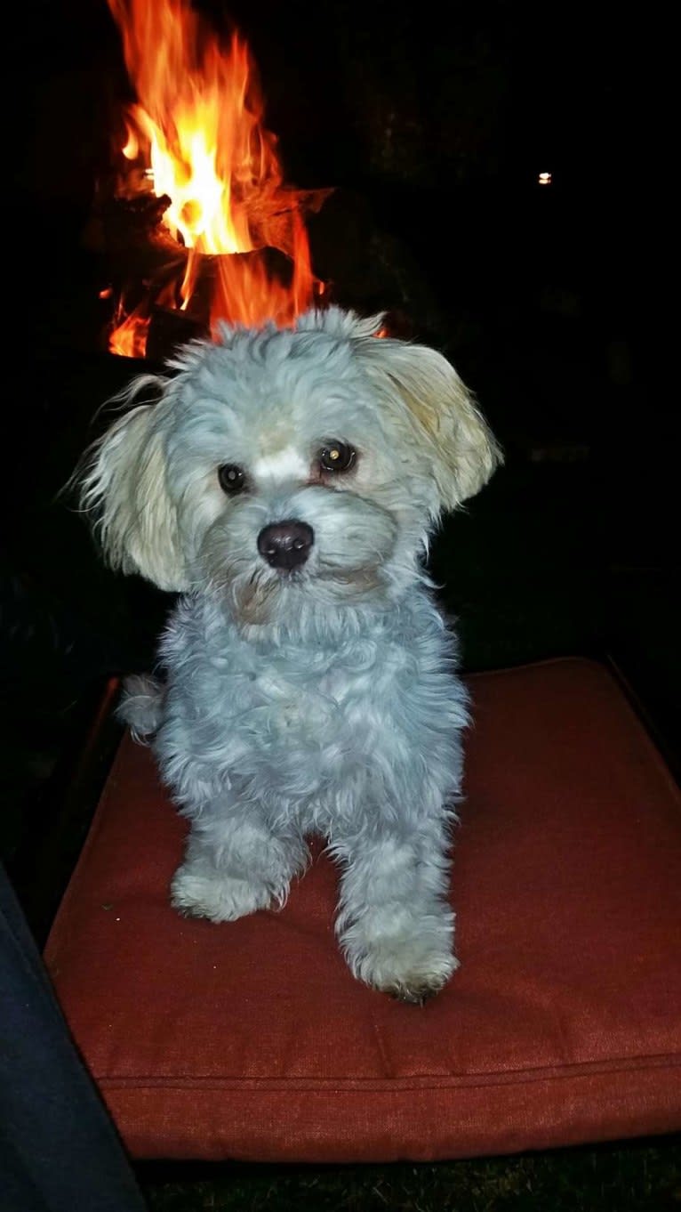 Marlin, a Havanese tested with EmbarkVet.com