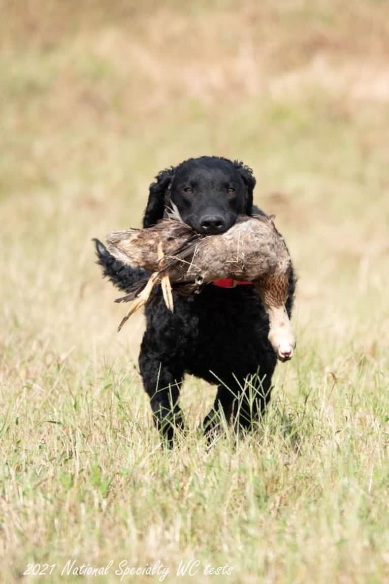 Eddie, a Curly-Coated Retriever tested with EmbarkVet.com