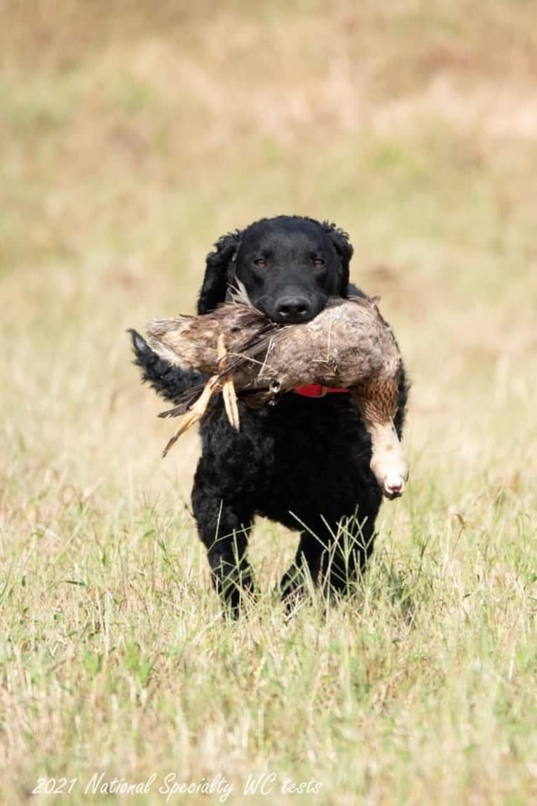 Eddie, a Curly-Coated Retriever tested with EmbarkVet.com