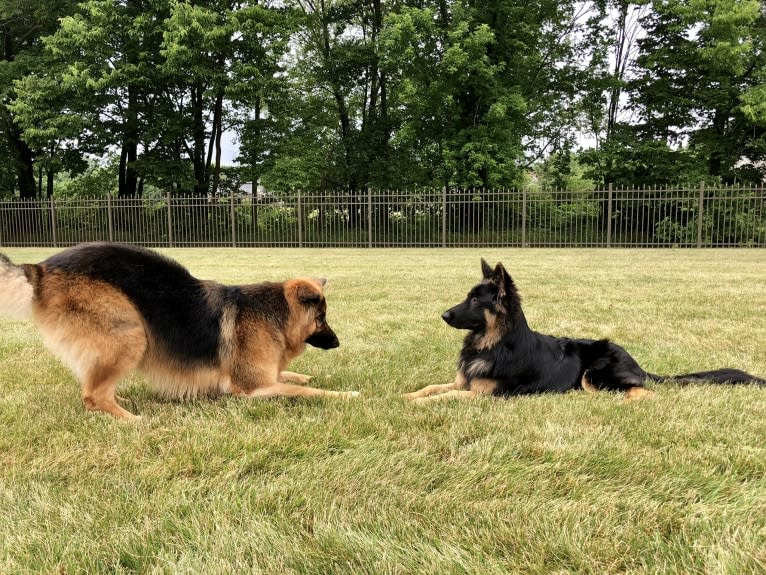 Kaila, a German Shepherd Dog tested with EmbarkVet.com