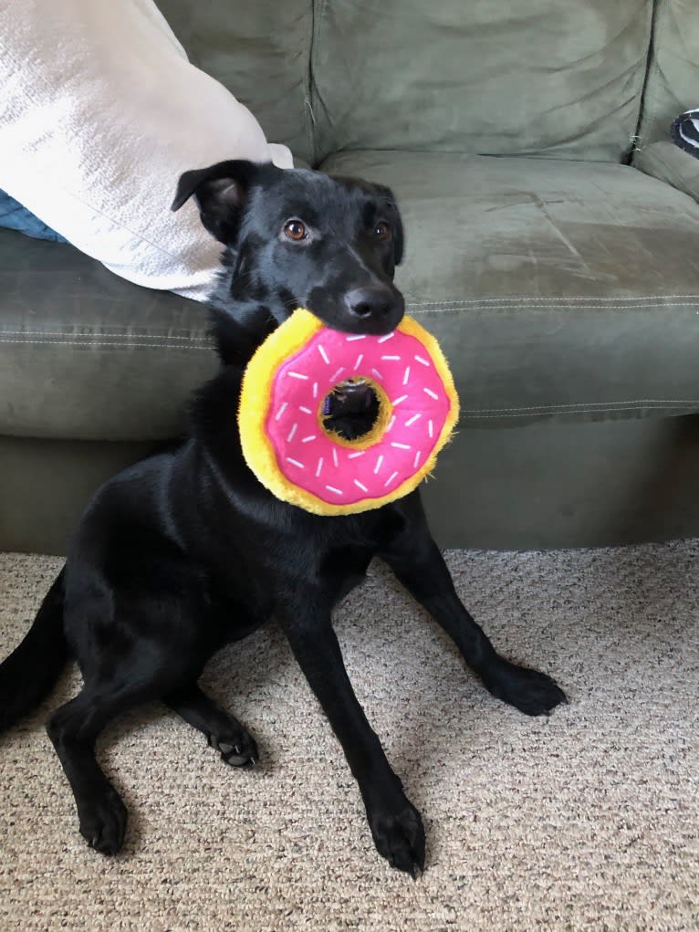 Roxie, a Labrador Retriever and German Shepherd Dog mix tested with EmbarkVet.com