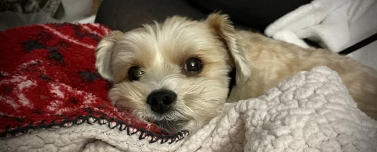 Toby, a Yorkshire Terrier and Poodle (Small) mix tested with EmbarkVet.com