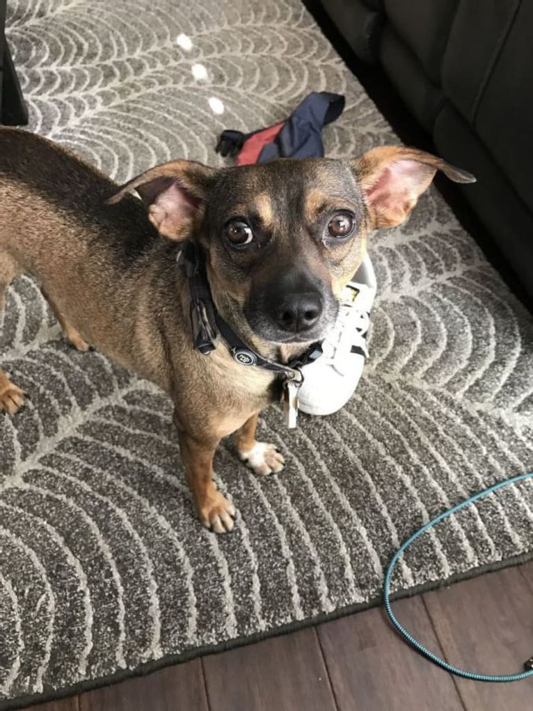 Kevin Bacon, a Chihuahua and Dachshund mix tested with EmbarkVet.com