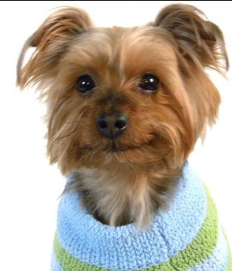 Buddy, a Yorkshire Terrier tested with EmbarkVet.com