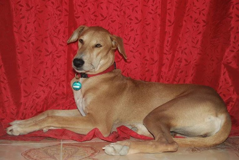 Bona, an Arabian Village Dog tested with EmbarkVet.com