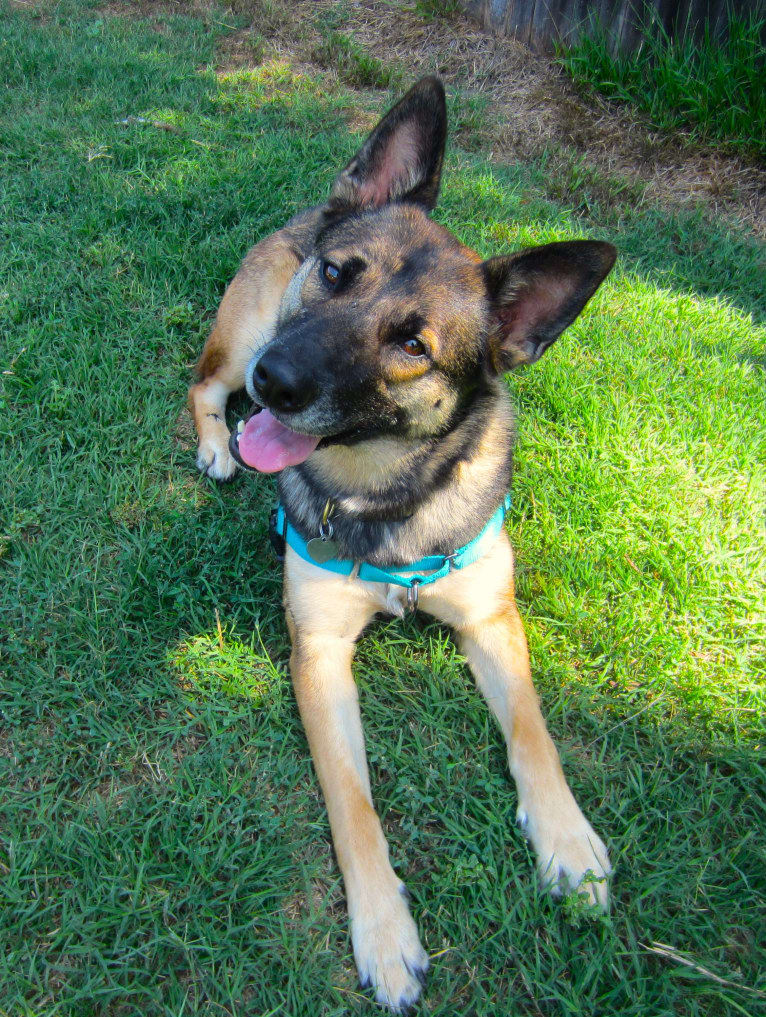 Halo, a Belgian Malinois and Siberian Husky mix tested with EmbarkVet.com