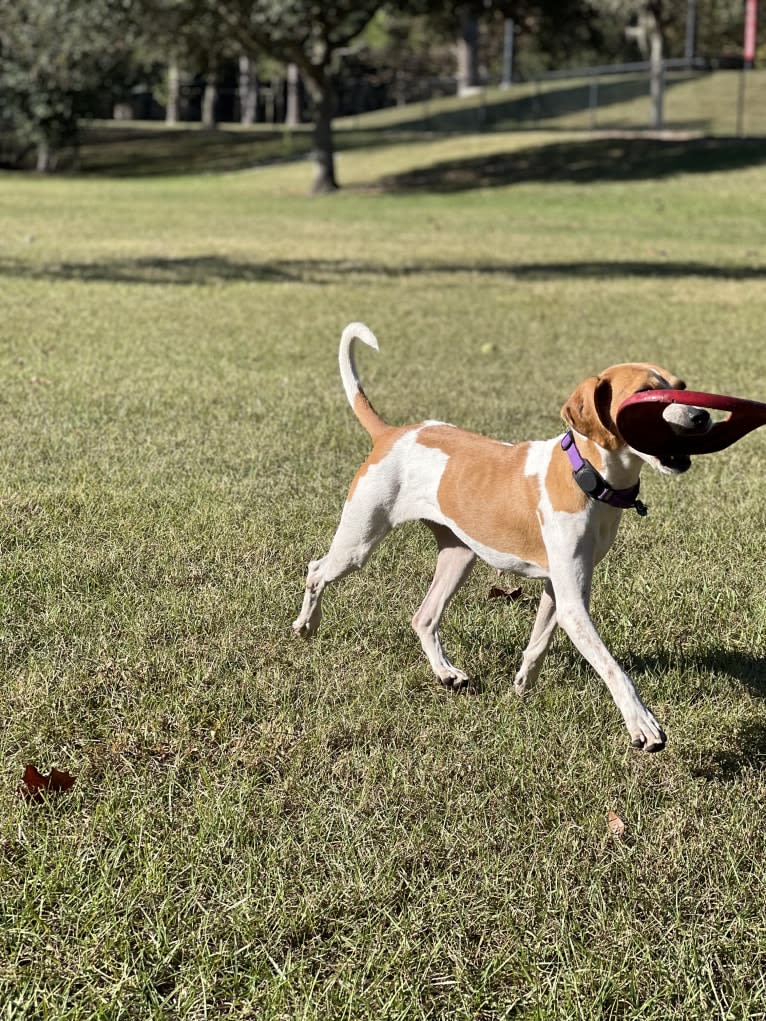 Mary Jane, an American Foxhound and American Pit Bull Terrier mix tested with EmbarkVet.com