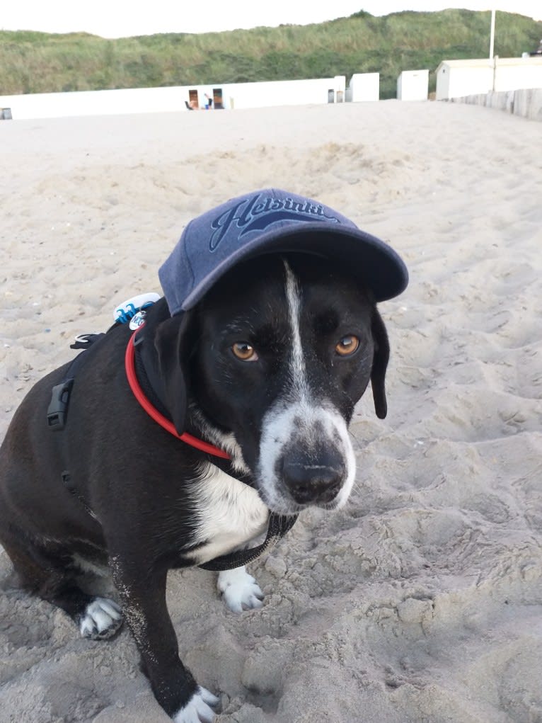 Emma, an American Pit Bull Terrier and Alaskan Malamute mix tested with EmbarkVet.com