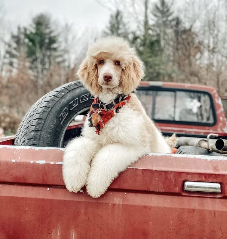 Togan, a Poodle (Standard) tested with EmbarkVet.com