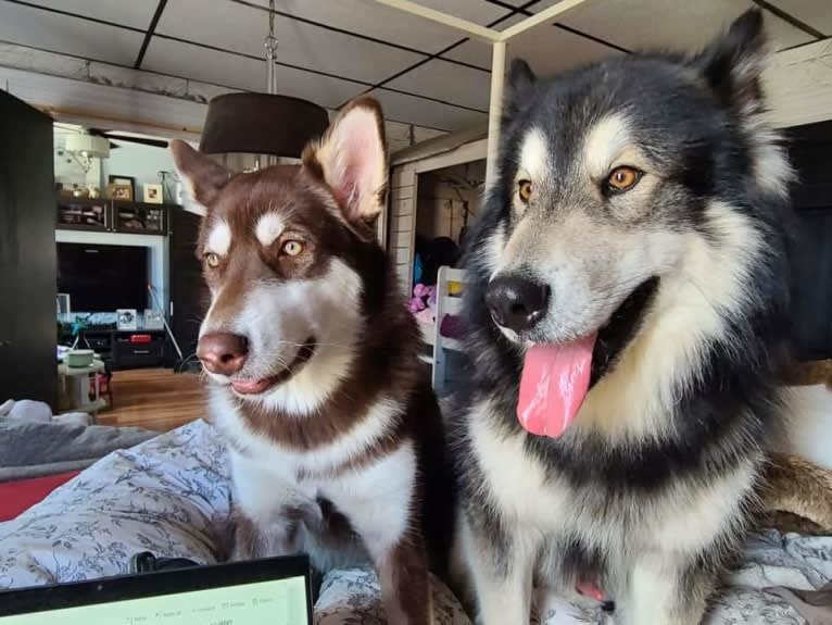 Suki, an Alaskan Malamute tested with EmbarkVet.com