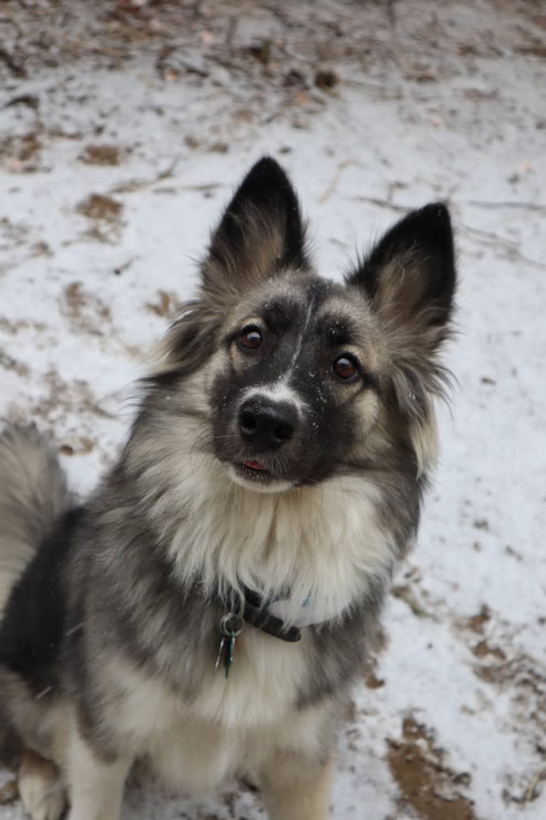 Kino, a Siberian Husky and American Pit Bull Terrier mix tested with EmbarkVet.com