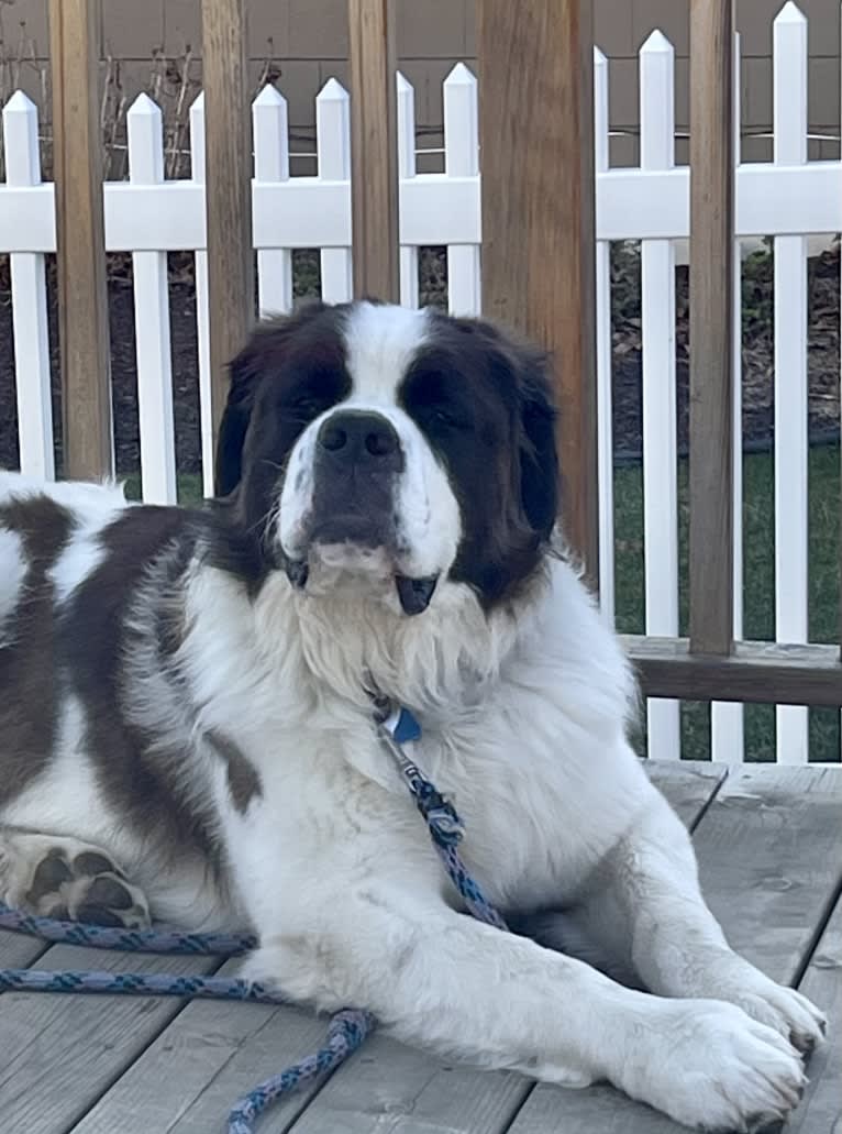 Waffles, a Saint Bernard tested with EmbarkVet.com