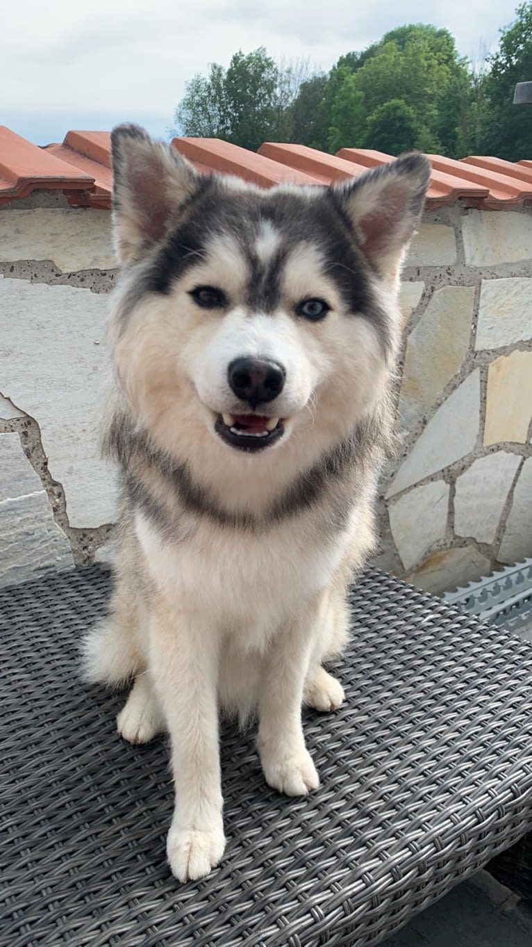 Balou, a Pomsky (10.2% unresolved) tested with EmbarkVet.com