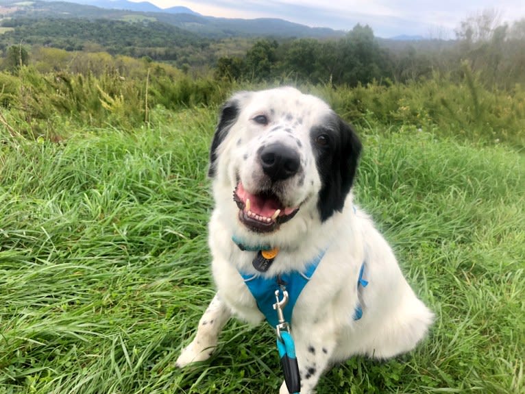 Milo, a Golden Retriever and Great Pyrenees mix tested with EmbarkVet.com