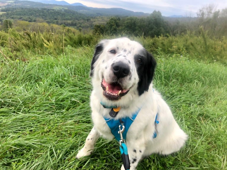 Milo, a Golden Retriever and Great Pyrenees mix tested with EmbarkVet.com